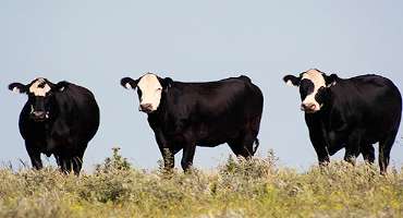 Breeding Success Strategies for Beef Cattle