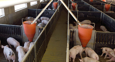 Swine research barns adjust to COVID-19