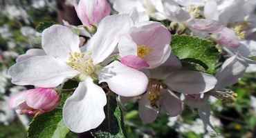 Apple Crop Load Management: Use Caution When Considering 2020 Early Fruit Thinning Strategies