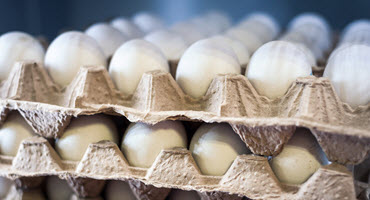 Supporting egg producers during COVID-19