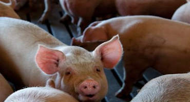 Pork from Ractopamine-Fed Pigs is Safe for Consumption
