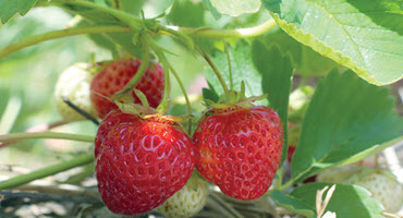 U.S. scientists find a way to extend strawberry shelf life