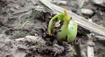 Seed Corn Maggot Forecasting For 2020
