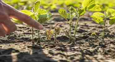 Soybean Seeding Rates and Risk