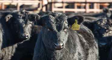 Model of Beef Cattle, Transportation Industries as Critical Infrastructures Reveals Vulnerabilities