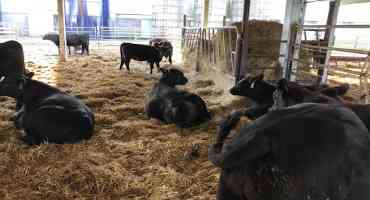 Transitioning Calves: From Pasture to Feedlot