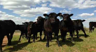 NCBA Opposes Government Mandate Restricting Cattle Marketing Options