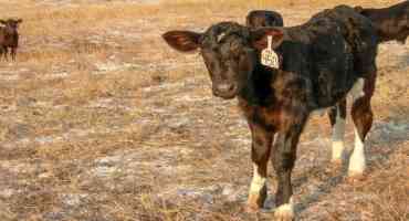 Panhandle Perspectives: Will Feeding Silage to Lactating Cows Give My Calves Scours?
