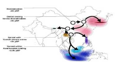 Global Cooling Event 4,200 Years Ago Spurred Rice's Evolution, Spread Across Asia