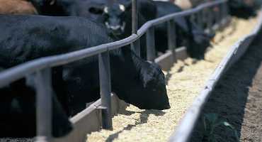 Bottleneck in Beef Industry Pushes Producers into Making Key Decisions