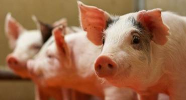 Pig Probiotics Prove Positively Promising