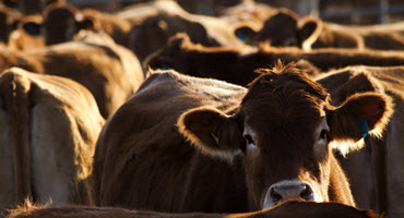 Trump suggests stopping cattle imports