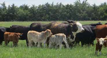 Want To Beef Up Cattle Production? There Will Soon Be an App for That