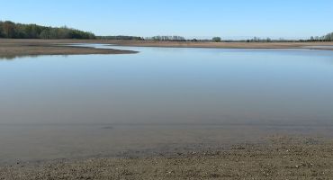 How does Flooding Affect Soybean Germination?