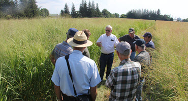 Researchers studying native Cdn. grasses