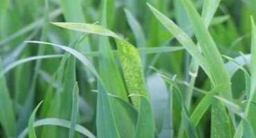Scab Risk Low, but Keep Your Eyes on Leaf Diseases
