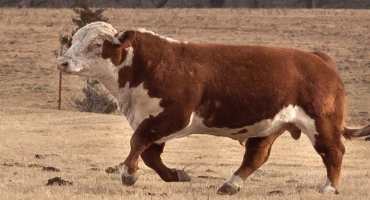 Cow-calf Producers Should Watch for Signs that May Indicate Presence of Trichomoniasis