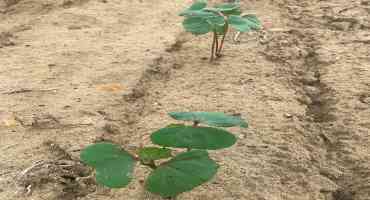 Drier Weather Helps Growers Catch Up On Planting