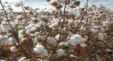 Coronavirus Relief Funds Now Available to Cotton Growers