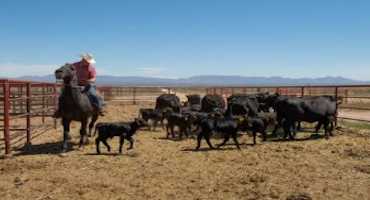 NMSU Extension Publication Focuses On Direct Sale Of Beef To Customers