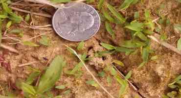 Escaped Weeds in Corn: Drought or Delayed Pre Herbicides
