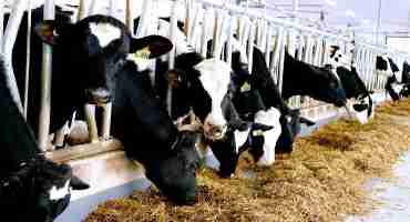 Coronavirus Food Assistance Program (CFAP) For Dairy Farmers