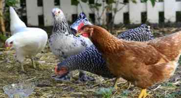 UK Poultry Specialist Urges Safe Handling Of Backyard Flocks To Reduce Risk Of Salmonella Infection