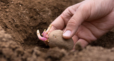 Alta. potato farm donates seed to N.W.T.
