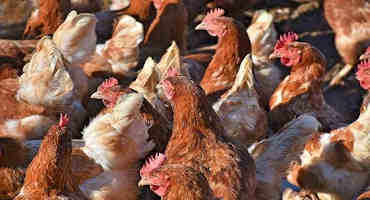 Managing Chicken Coccidiosis in Small Flocks During Summer