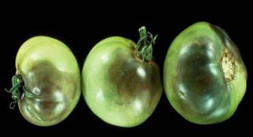 Conditions Favorable for Late Blight on Tomato and Potato