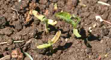 Watch for Seedcorn Maggots in Emerging Soybean