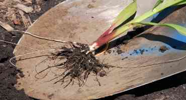 Checking Corn Fields for Damaging Levels of Nematodes