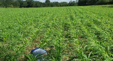 Utilizing Pearl Millet More on Cow-Calf Operations