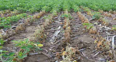 Reducing Soybean Production Costs in 2020