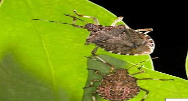 Invasive Spotlight: Brown Marmorated Stink Bug