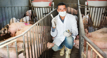 Vets network to track swine health trends