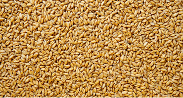 New wheat variety offers higher resiliency and more nutrients 