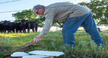 Pasture-Related ‘Hardware Disease’ Poses Potential Health Risk to Cattle