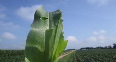 Armyworm Awareness