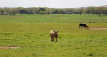 Using Cattle to Overseed a Pasture ‘The Old-Fashioned Way’ Means Low Germination Rates