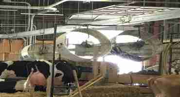 Combating Heat Stress in Lactating Dairy Cows
