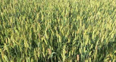 Evaluating Late Season Diseases in Small Grains