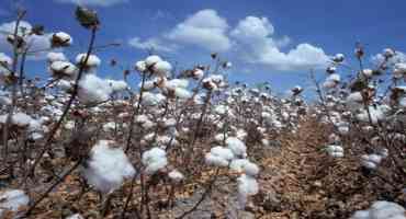 Texas Cotton Farmers Adjusting In Wake Of Court Ruling On Dicamba