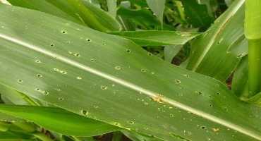 Planted Non-Bt Corn? Plan to Scout for European Corn Borer