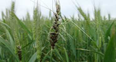 Wheat Harvest: Identifying Disease Problems and Setting Harvest Priorities
