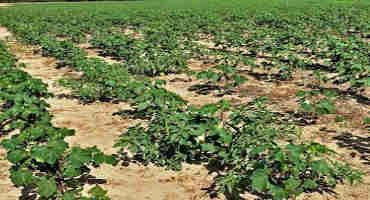 Important Considerations for Dicamba Application in Dicamba Resistant Crops