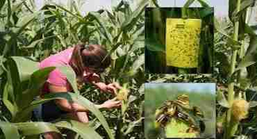 What's your Risk from Corn Rootworms? Assess by Scouting and Join the MN Rootworm Survey Project
