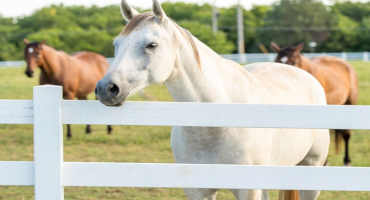 CBD and Chronic Pain in Horses