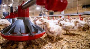 USPOULTRY Grant Funds Animal Welfare Research for Tyson Foods, Division of Ag