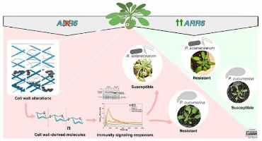 Cell wall Research Reveals Possibility of Simple and Sustainable Method to Protect Crops